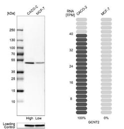 GCNT2 Antibody, Novus Biologicals:Antibodies:Primary Antibodies